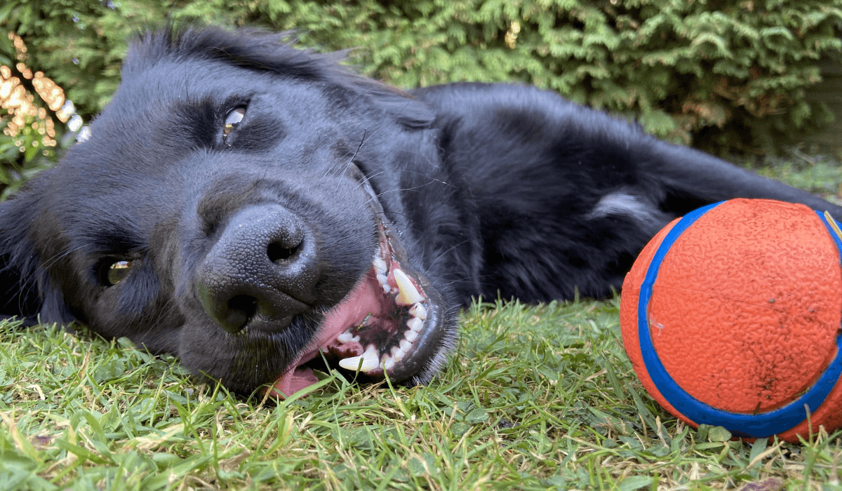 How To Have a Dog Friendly BBQ