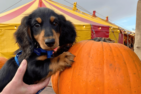 Dachshund by a carnival top