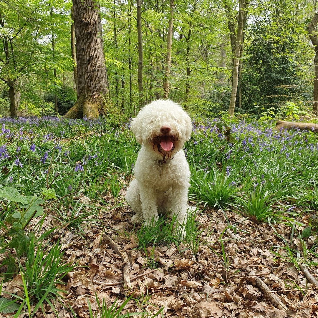 A Lagotto Romagnolo sat amongst some bluebells in a woodland.