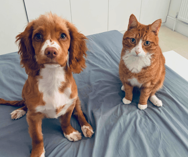 Lola with her kitty friend