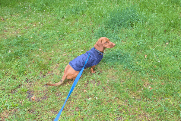 Pretty sausage dog on a lead