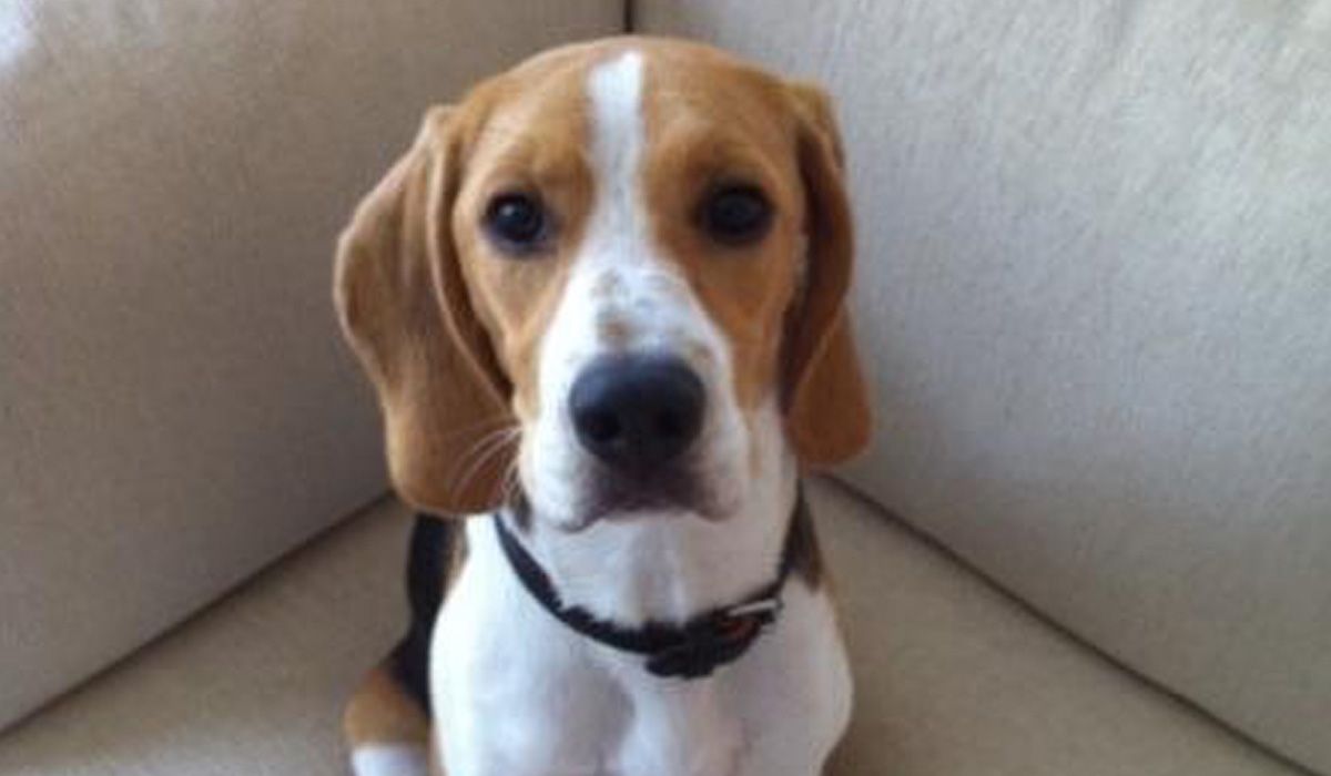 Lulu, a Beagle, sits on a cream sofa looking at the camera