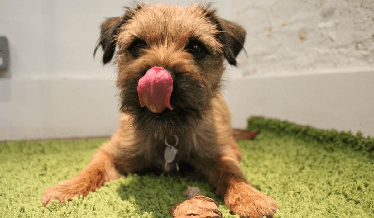 Sweet Potato Chew Toy Recipe for your Dog
