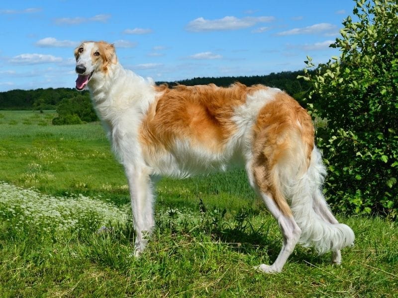Borzoi breed guide: Care, training, and fun facts