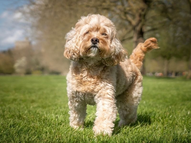 A cute, golden, curly haired Cavapoo is standing in a field