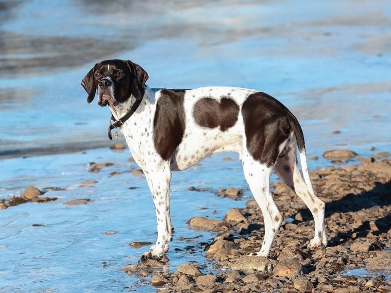 A young black and white Pointer stands on the edge of the shallow estuary