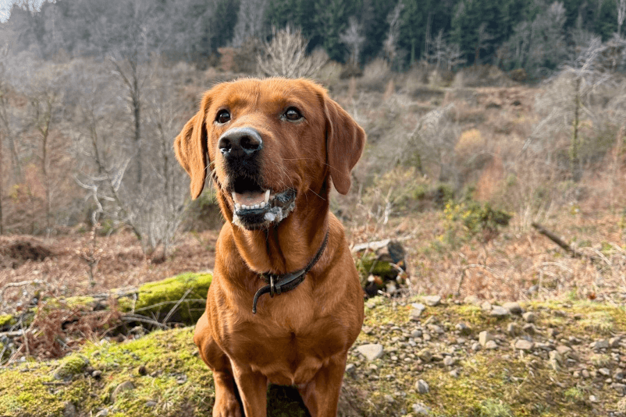 Best dog walks in Newbury