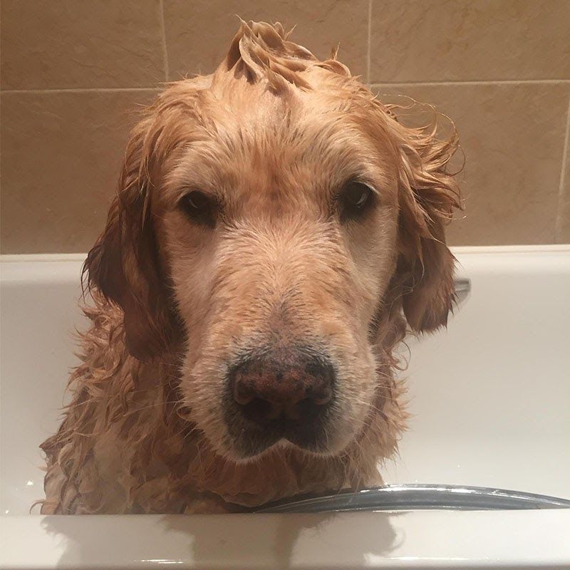 Doggy member Cookie