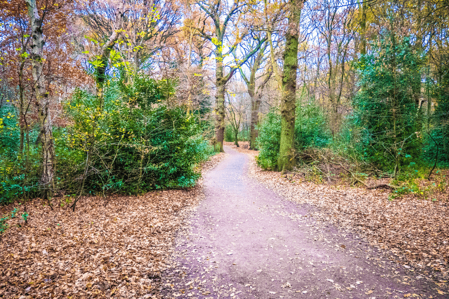 Highgate Wood