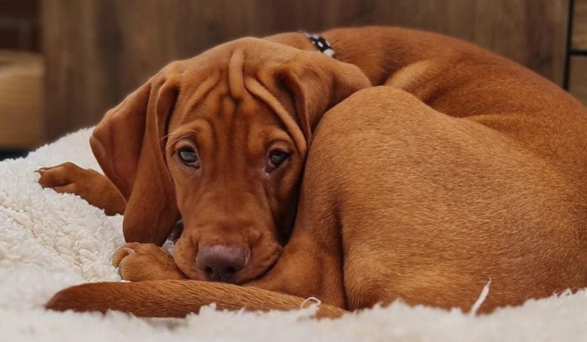8 Ways to Keep Your Dog Happy While at Work