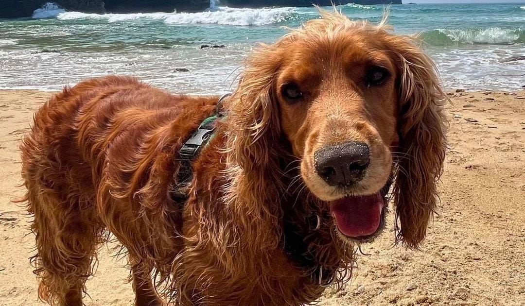 Dog Friendly Beaches in Cornwall
