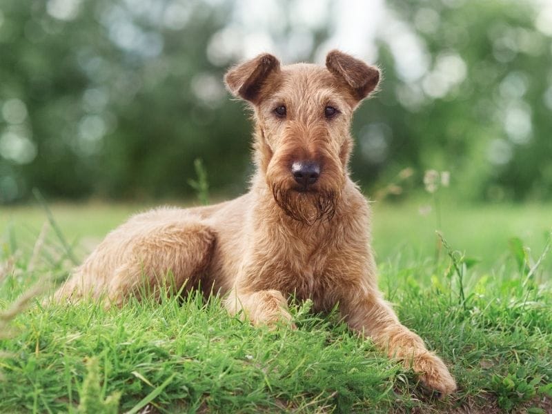 A calm Irish Terrier lays in the grass looking softly towards the camera