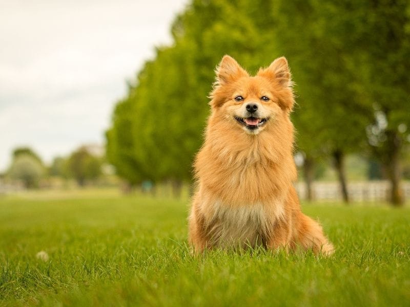 A golden Klein German Spitz sits in a green field with a row of large trees behind him