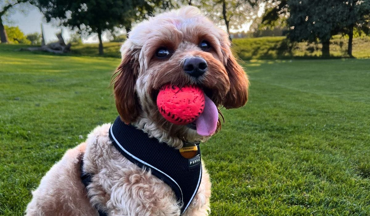 The best light up dog accessories