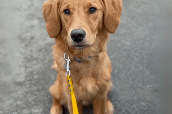 Dogs Wearing Yellow Need Space