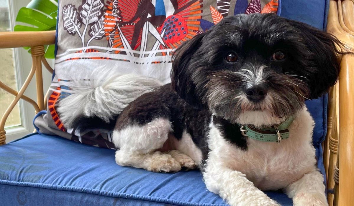 Looking for a dog sitter in Dundee?