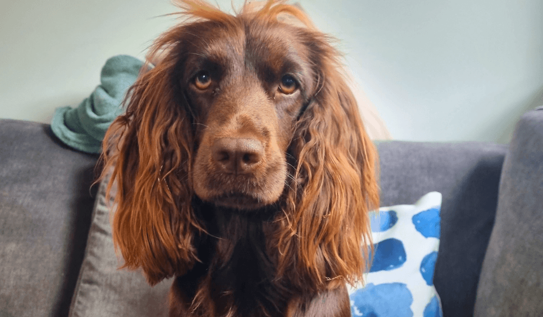 Doggy member Betsy, the Cocker Spaniel, sitting on the sofa after a day at her dog sitters