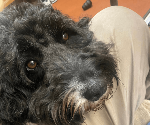 Hugo with his head on David's lap.