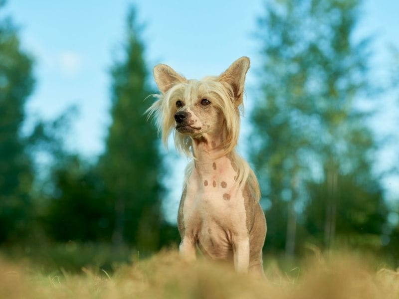 A hairless Chinese Crested dog sitting on top of a hill, with fir trees