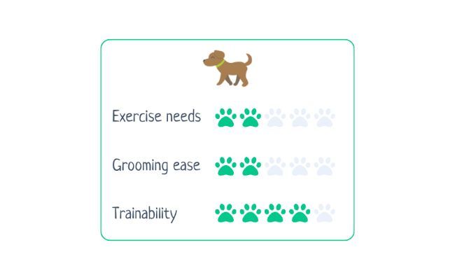 Bolognese Exercise Needs 2/5 Grooming Ease 2/5 Trainability 4/5