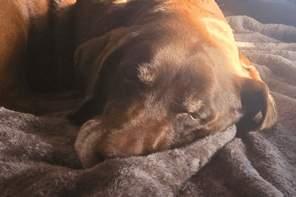 Chip relaxing after a walk.