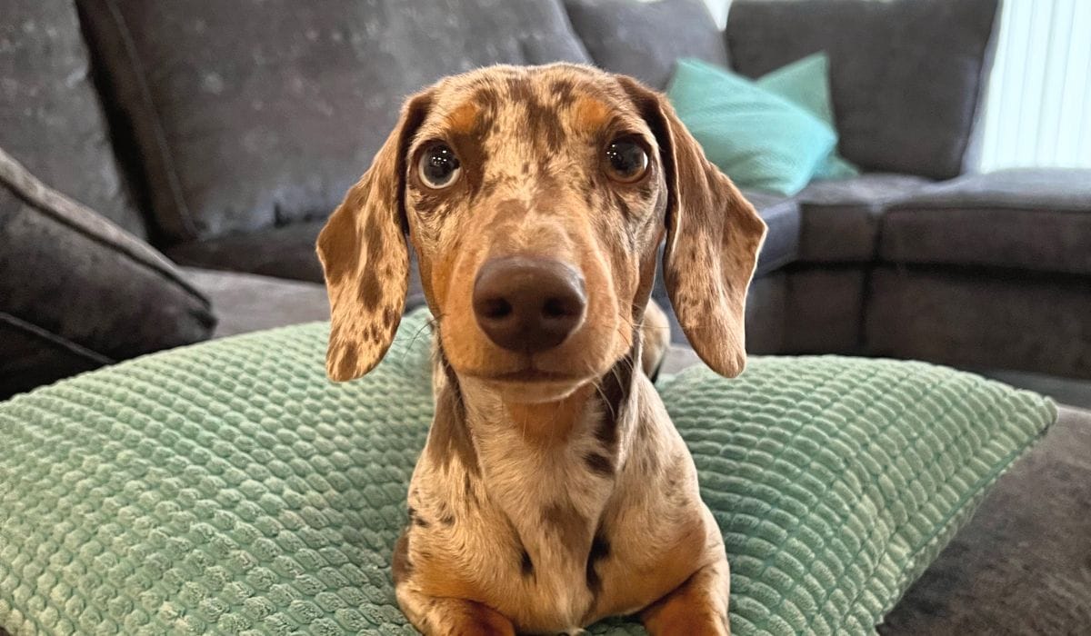 Dogs for Depression - Amazing Stories