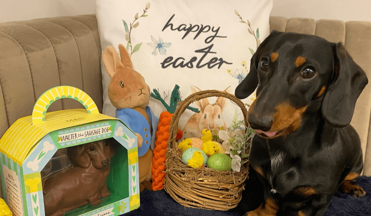 A black and tan Dachshund sits next to a Happy Easter cushion