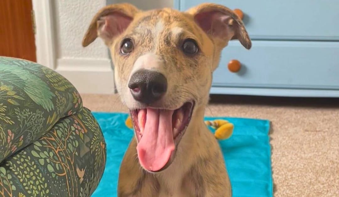 Doggy member Basil, the Whippet, wearing the biggest smile after some playtime indoors