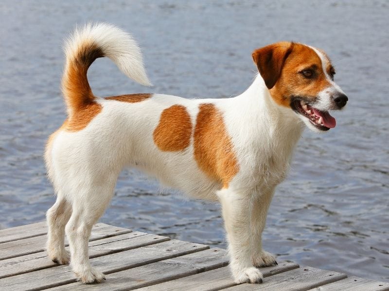 A young Jack Russell Terrier standing on the deck by the water side