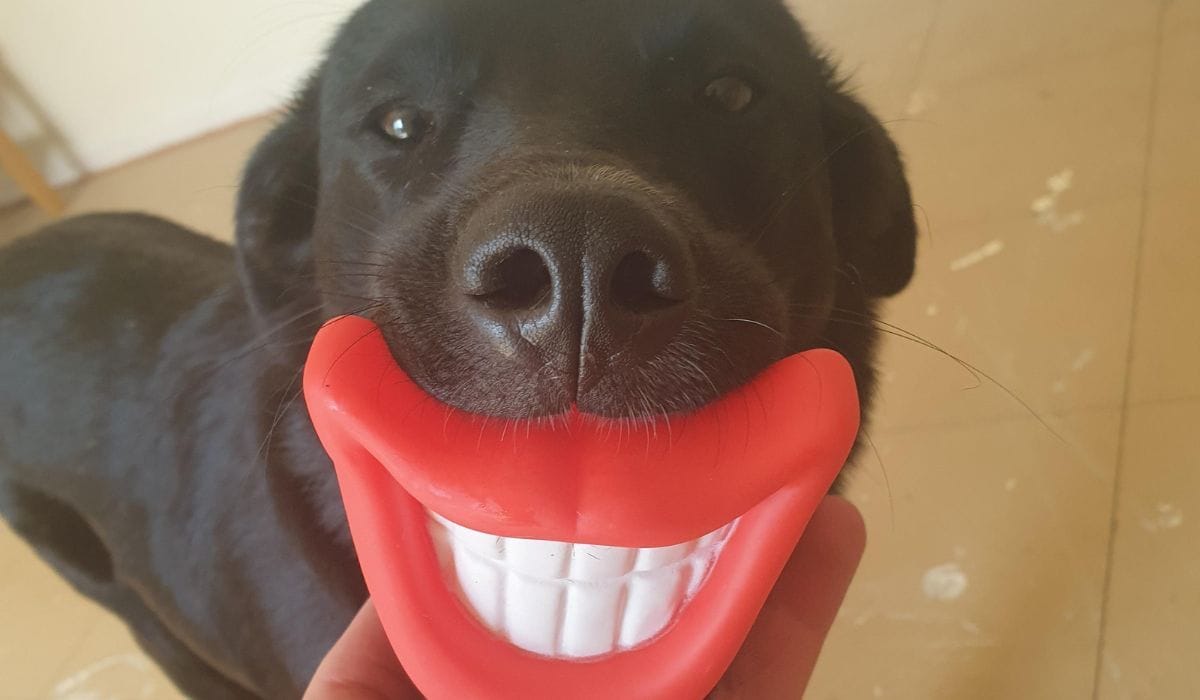 Dental sticks for dogs