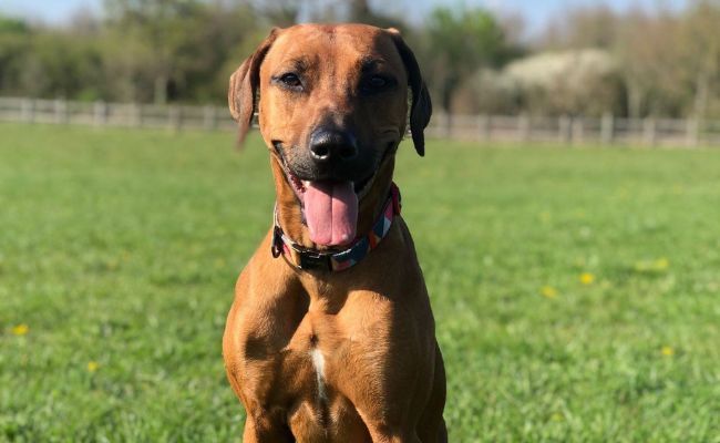 Are Rhodesian Ridgebacks Easy To Train Rhodesian Ridgeback breed guide: Care, training, and fun facts ...