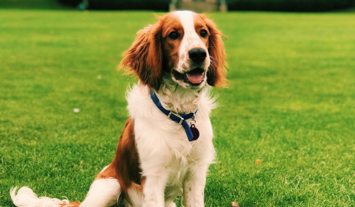 Welsh Springer Spaniel Breed Guide Care Training And Fun Facts welsh-springer-spaniel-breed-guide-care-training-and-fun-facts