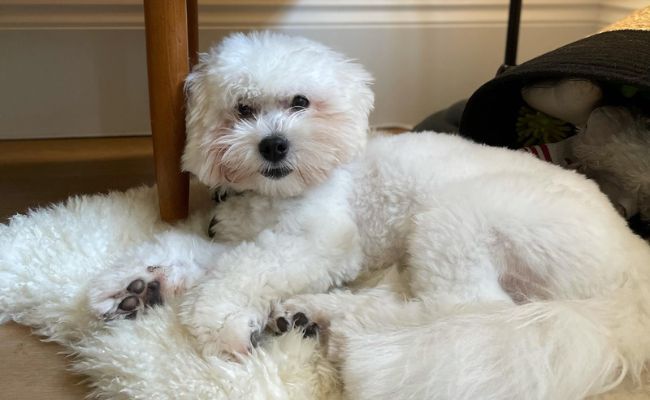 Coton de Tulear breed guide: Care, training, and fun facts | BorrowMyDoggy