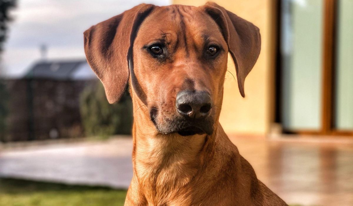 Rhodesian Ridgeback Dog Breed Guide | BorrowMyDoggy