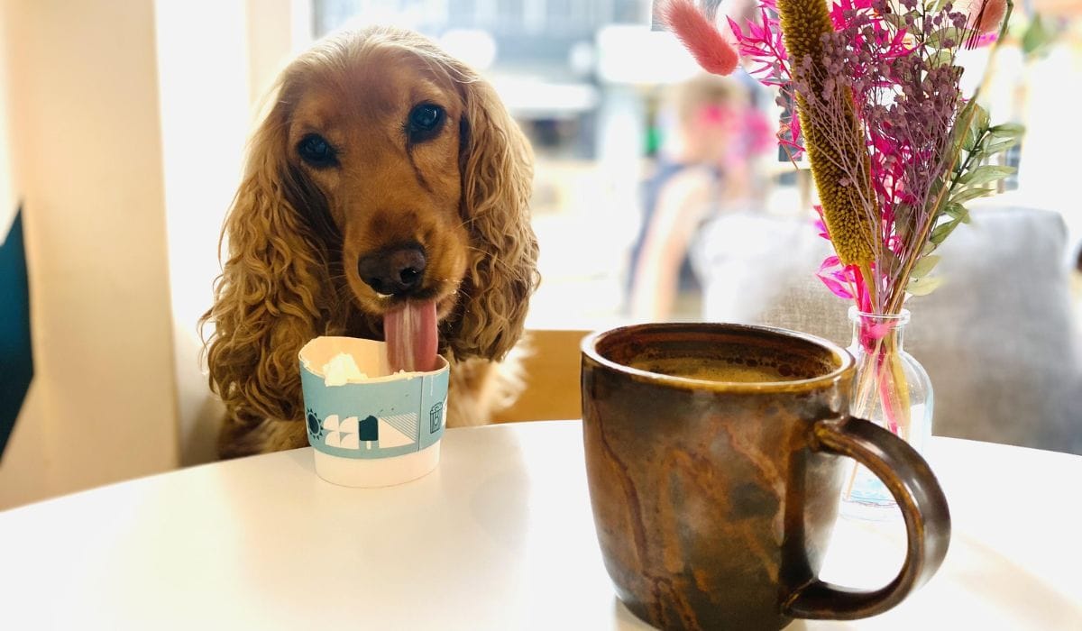 Cambridge Dog Friendly Restaurants BorrowMyDoggy cambridge-dog-friendly-restaurants-borrowmydoggy