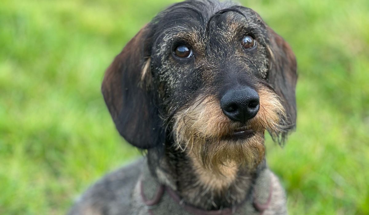 Wire Hair Lab Wire Haired Dachshund breed guide: Care, training, and fun facts ...