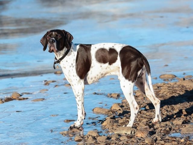 Pointer Guide Pointer Dog Breed Guide: Care and Training | BorrowMyDoggy