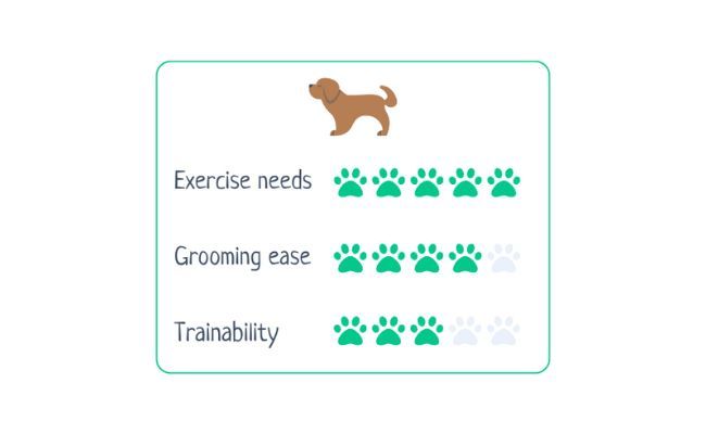 Rhodesian Ridgeback Trainability Rhodesian Ridgeback Dog Breed Guide | BorrowMyDoggy