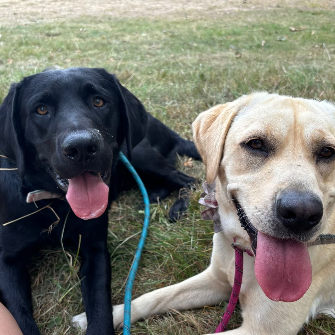 Exploring Different Types of Lab Dogs - Their Roles, Characteristics, and Choices for Pet Owners