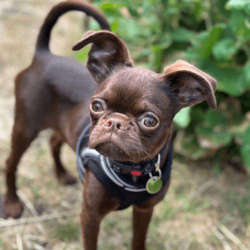 Hot smooth coat brussels griffon puppy Free Shipping