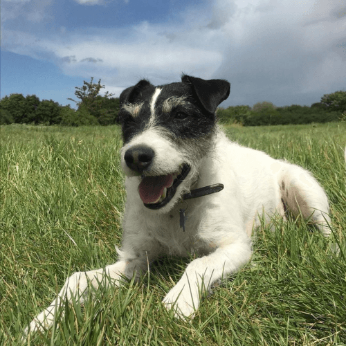 Shop parson russell terrier dogs Shop Black Friday